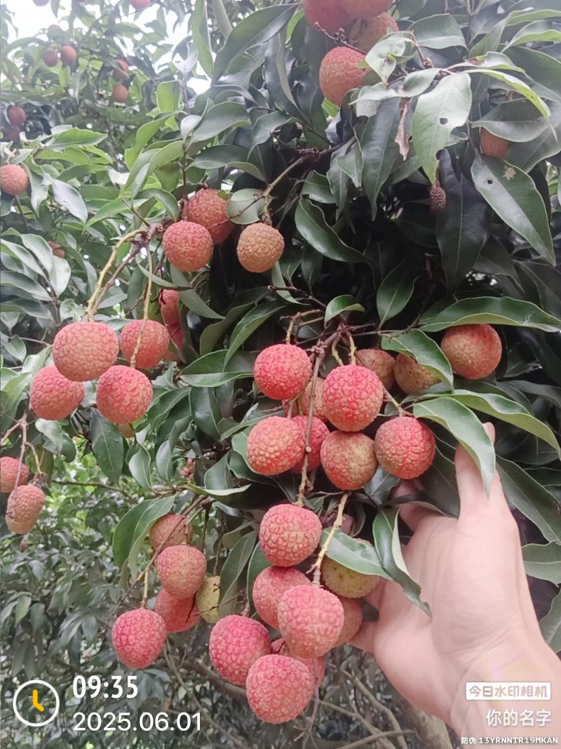 高州妃子笑白糖婴白蜡黑叶荔枝大量上市，欢迎各位老板来洽谈