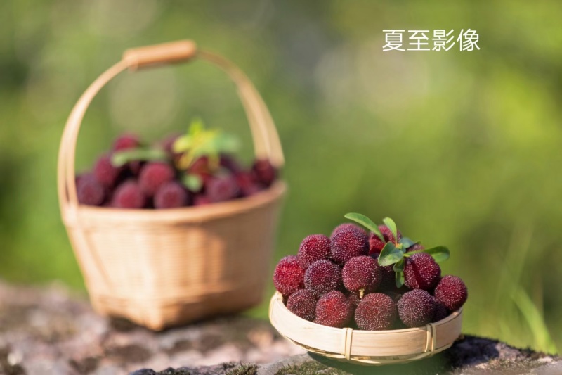 浙江仙居东魁杨梅