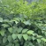 虎杖