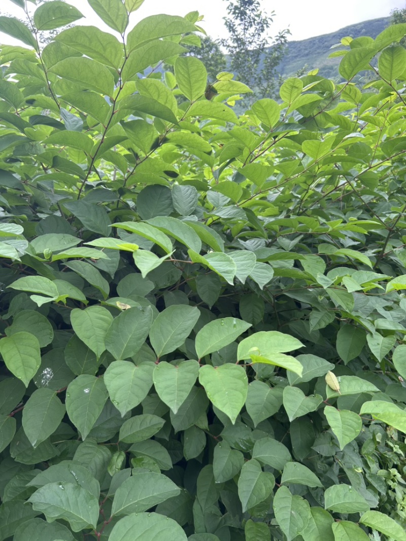 虎杖