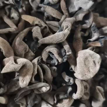 精品黑山木耳量少速购1.0～1.3