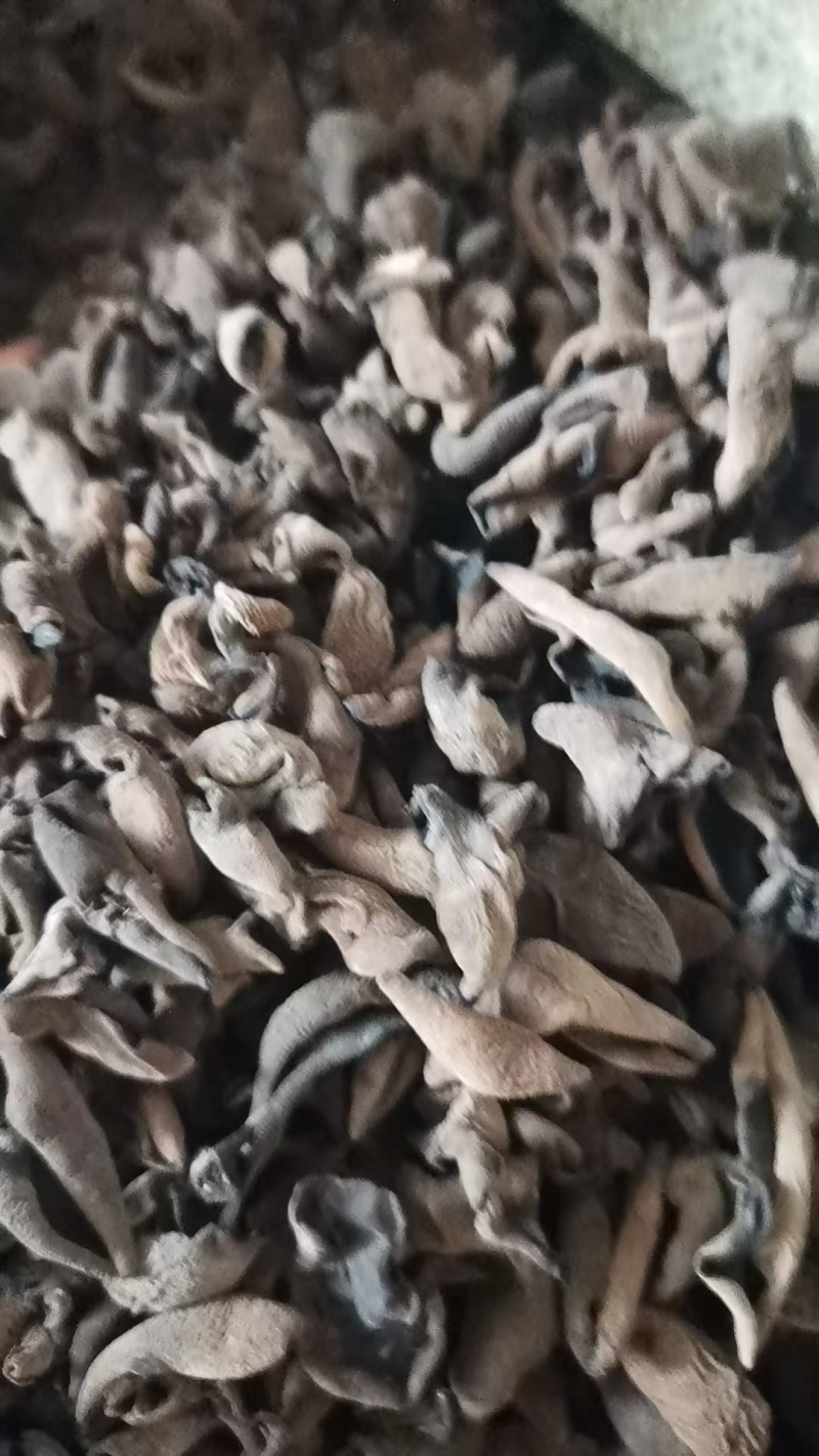 精品黑山木耳量少速购1.0～1.3