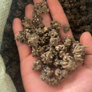 水洗两遍黑皮尖爪猫爪草