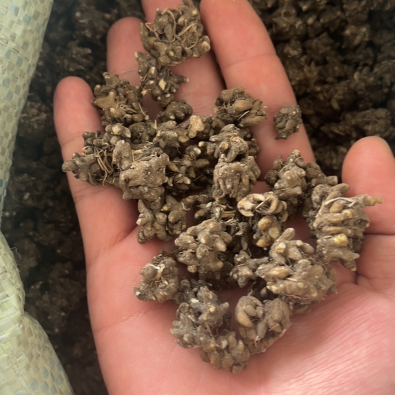 水洗两遍黑皮尖爪猫爪草