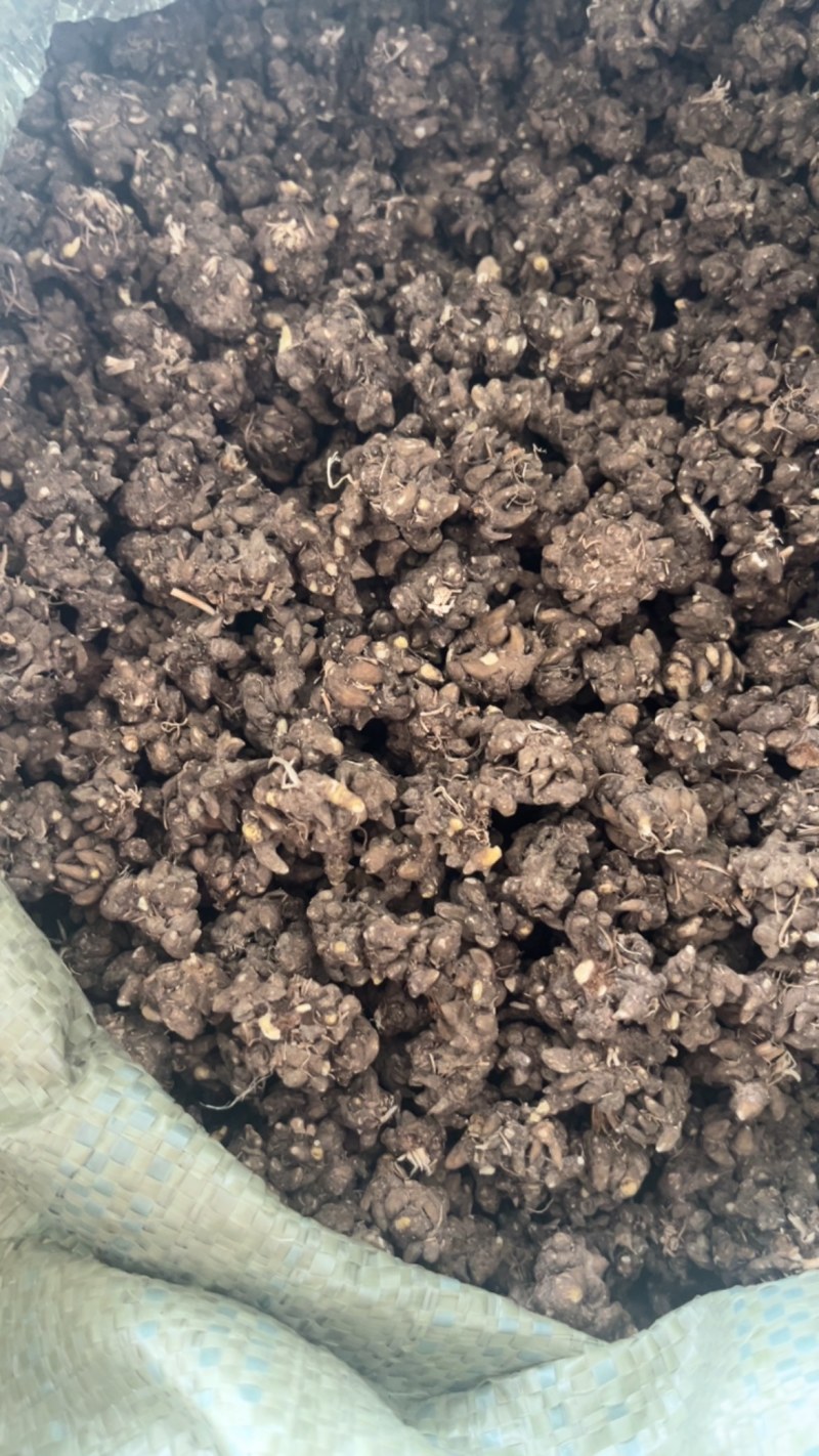 水洗两遍黑皮尖爪猫爪草