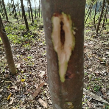 沉香树急出货1500元一棵***********