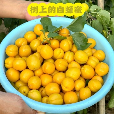 山东珍珠油杏原产地直供