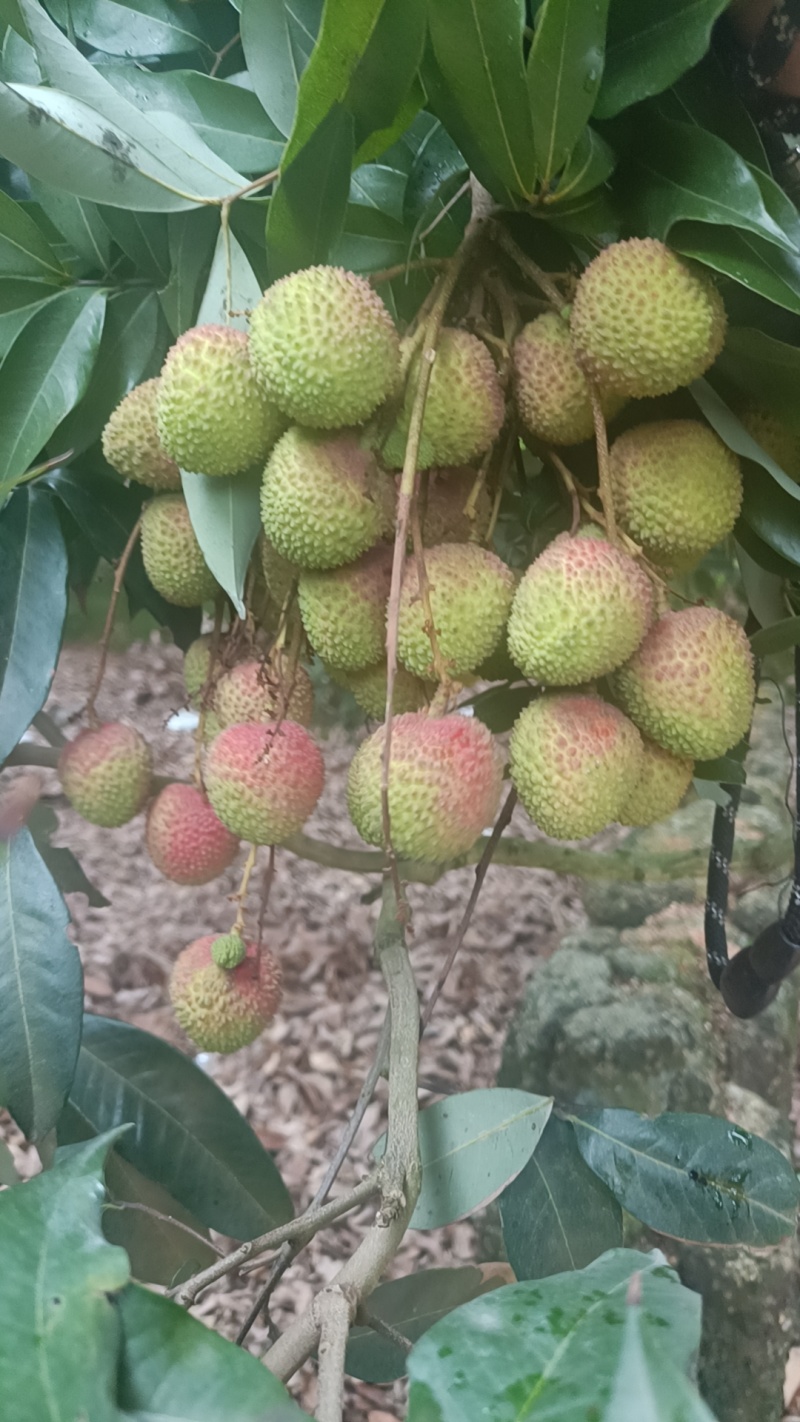 妃子笑荔枝