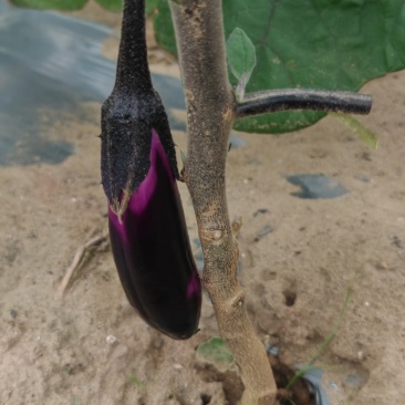 烧烤茄子