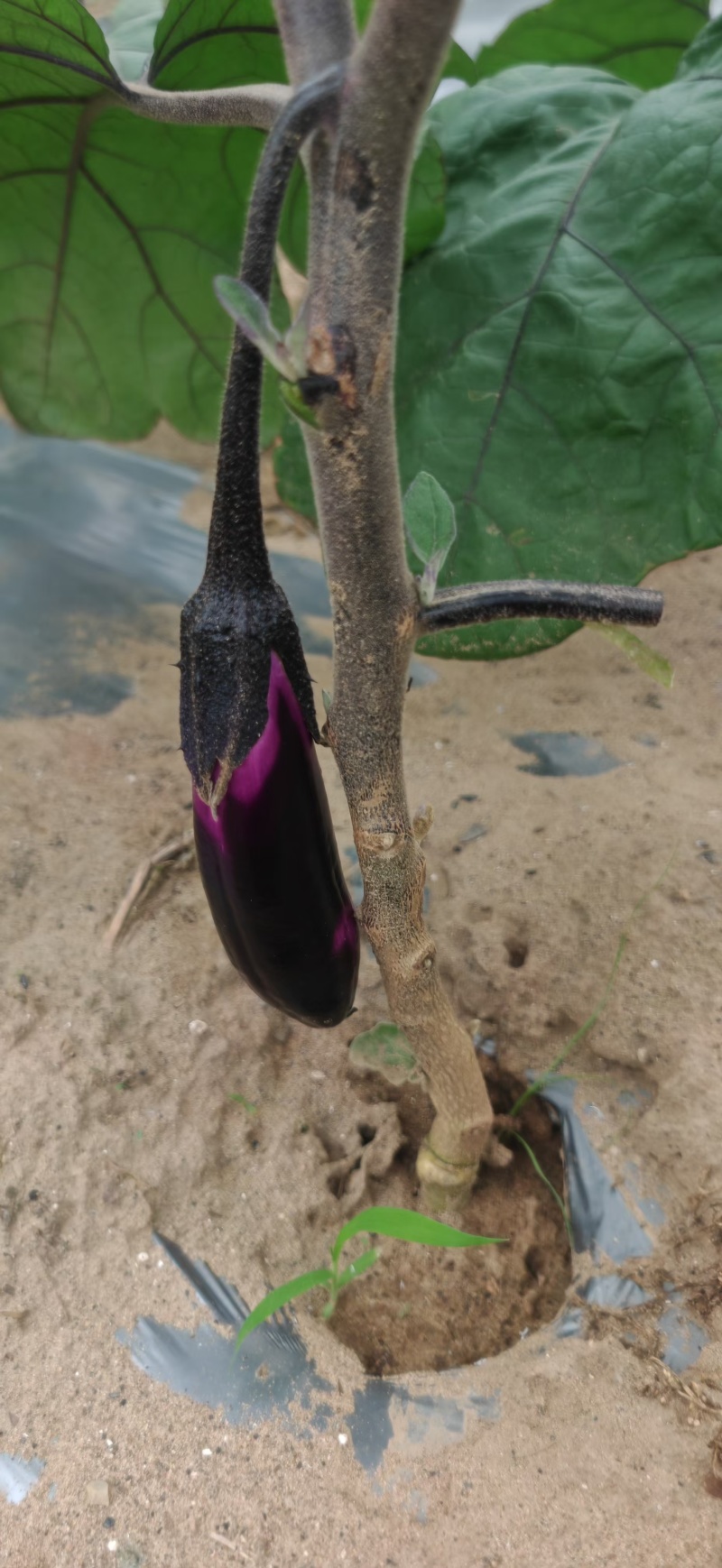 烧烤茄子
