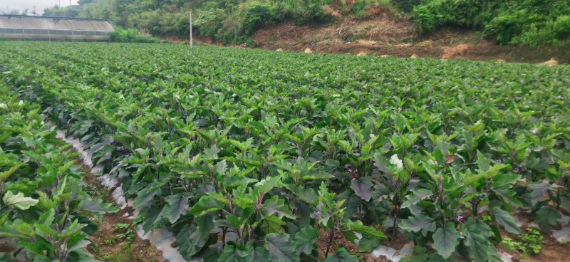 烧烤茄子