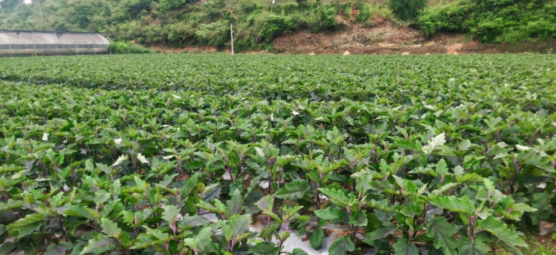烧烤茄子