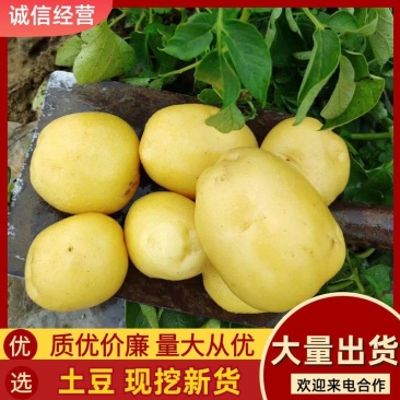 山东土豆大量供应，荷兰系列，沃土和v7，各种规格欢迎咨询