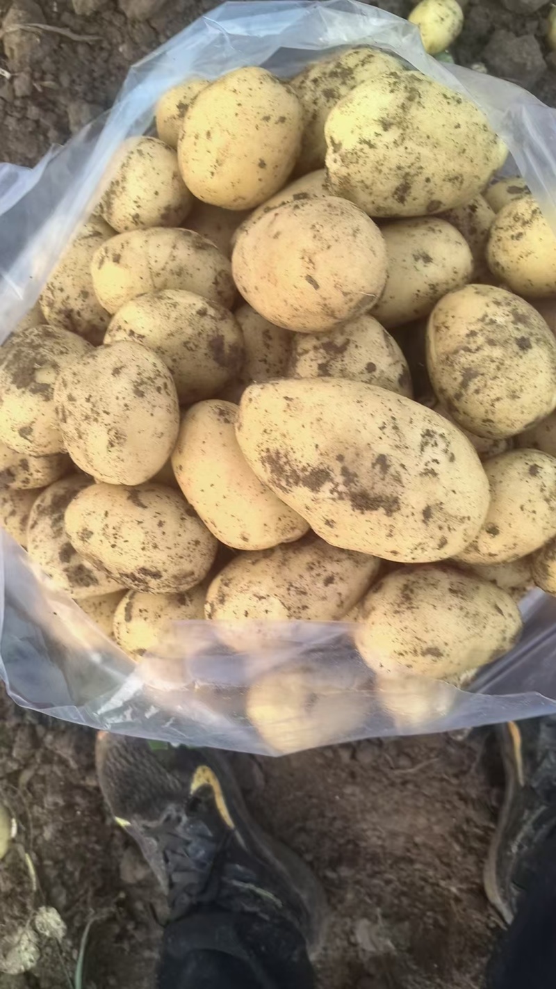 山东土豆大量供应，荷兰系列，沃土和v7，各种规格欢迎咨询