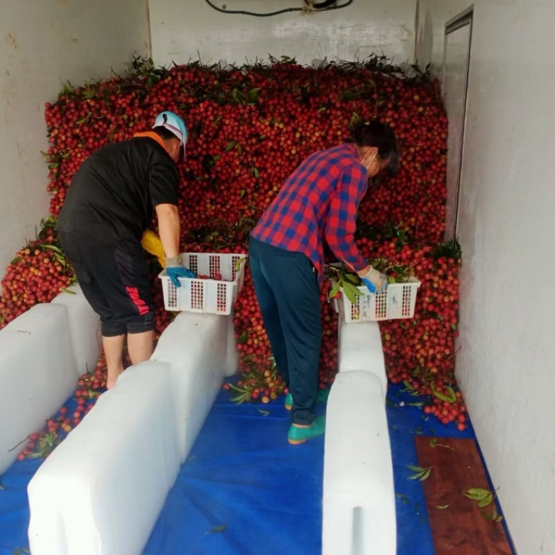 荔枝大量场地品质优良电商代发代办价格极低