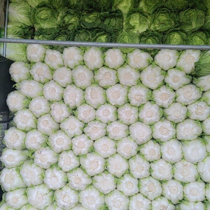 白菜