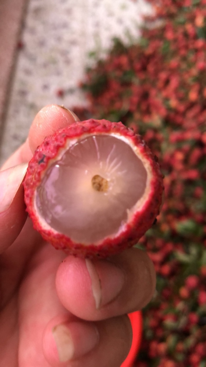 荔枝大量场地品质优良电商代发代办价格极低