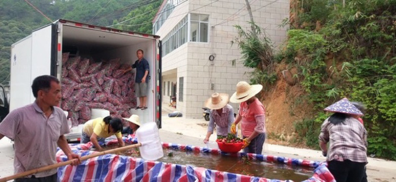 荔枝大量场地品质优良电商代发代办价格极低
