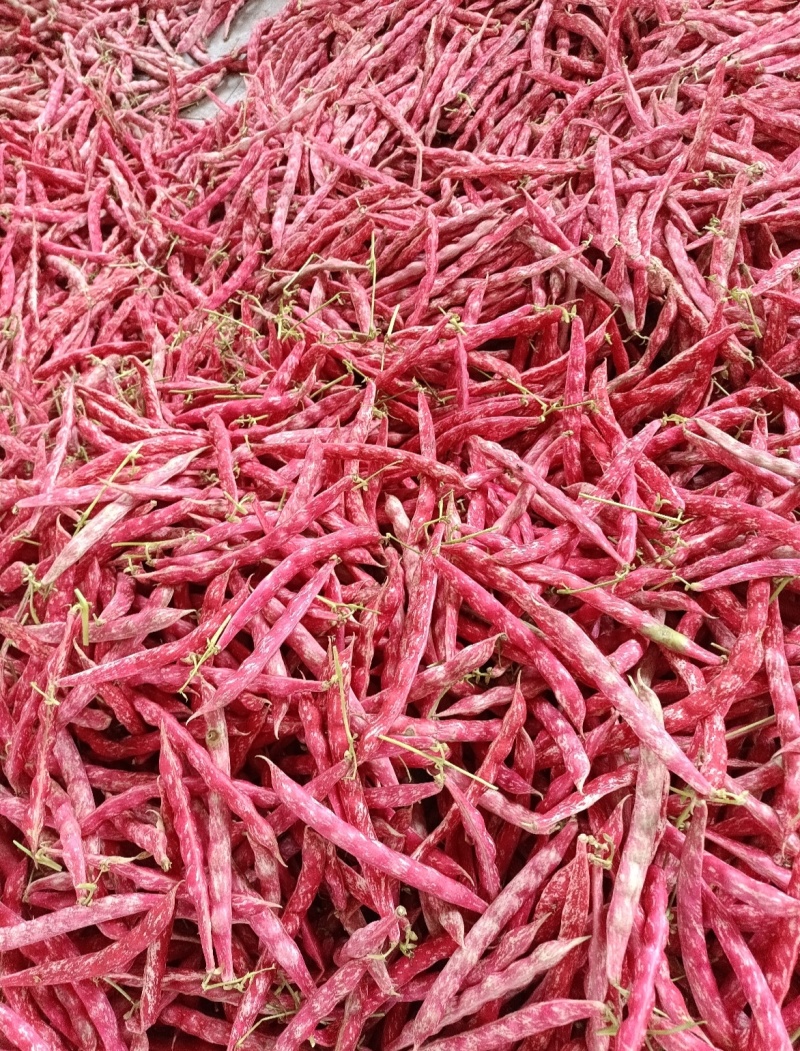 云南精品地花豆产地直发品质保证量大从优一手货源