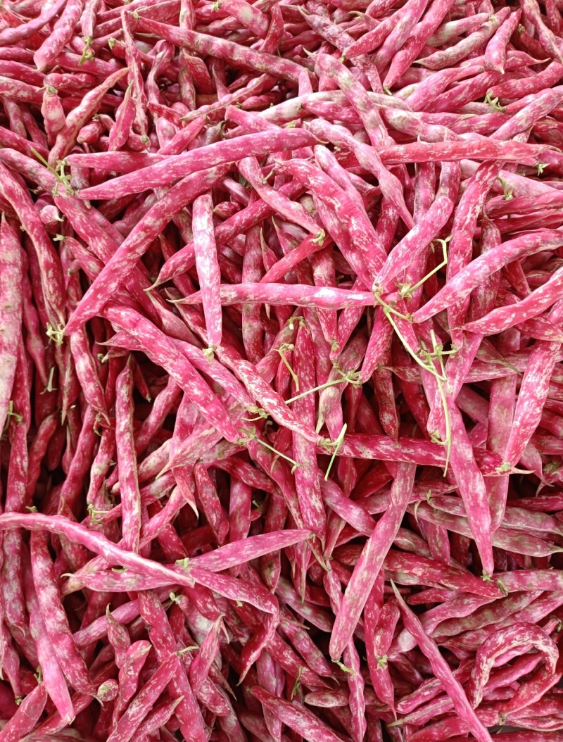云南精品地花豆产地直发品质保证量大从优一手货源