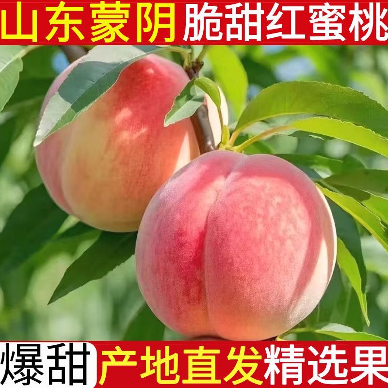 山东临沂蒙阴蜜桃水蜜桃。春雪，突围，8号等对接商超电商