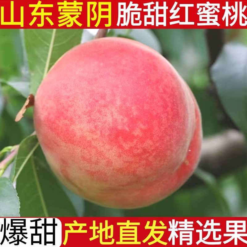 山东临沂蒙阴蜜桃水蜜桃。春雪，突围，8号等对接商超电商