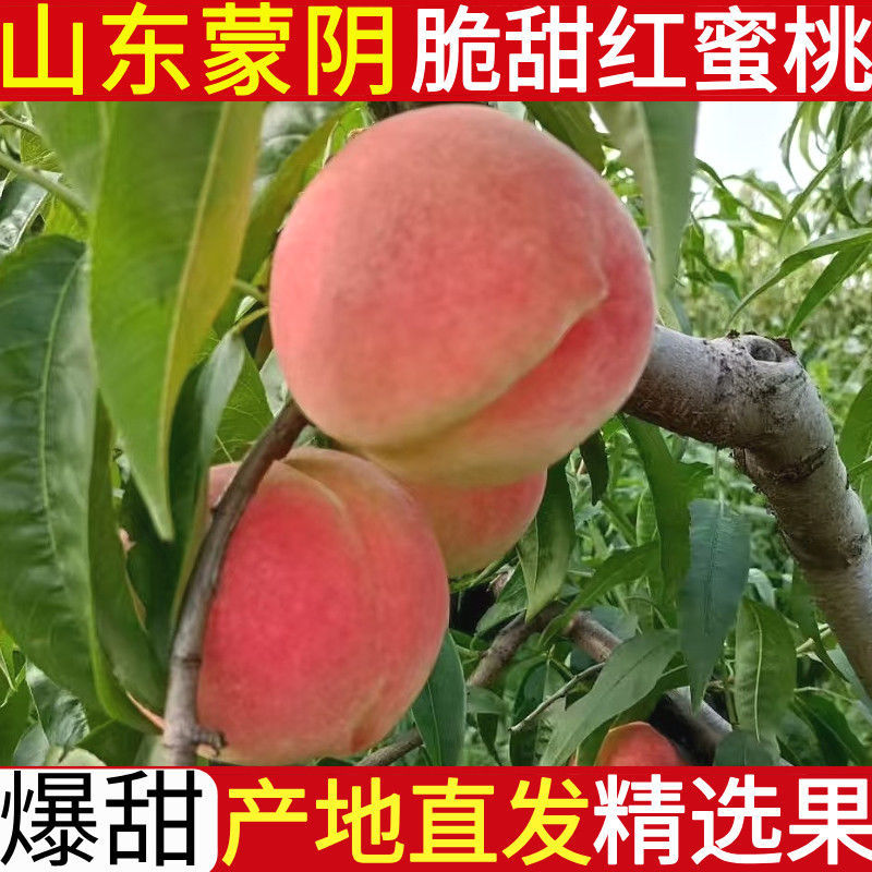 山东临沂蒙阴蜜桃水蜜桃。春雪，突围，8号等对接商超电商