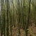 香蕉竹杆