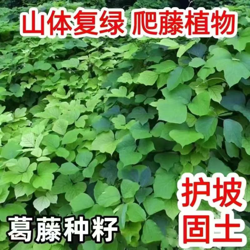 葛藤种子厂家一手货源批发品质保证价格便宜欢迎全国老板下单