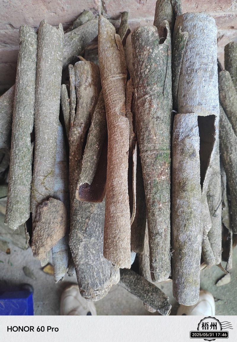 救必应白银树皮白木香白银香
