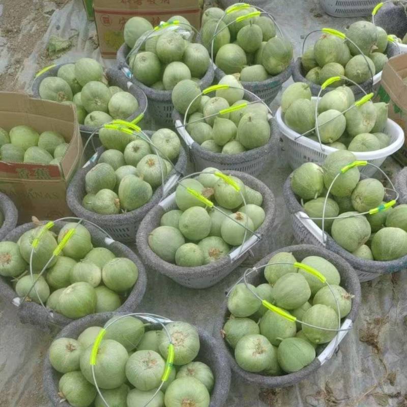 安徽阜阳绿宝石甜瓜大量上市了，量大价低