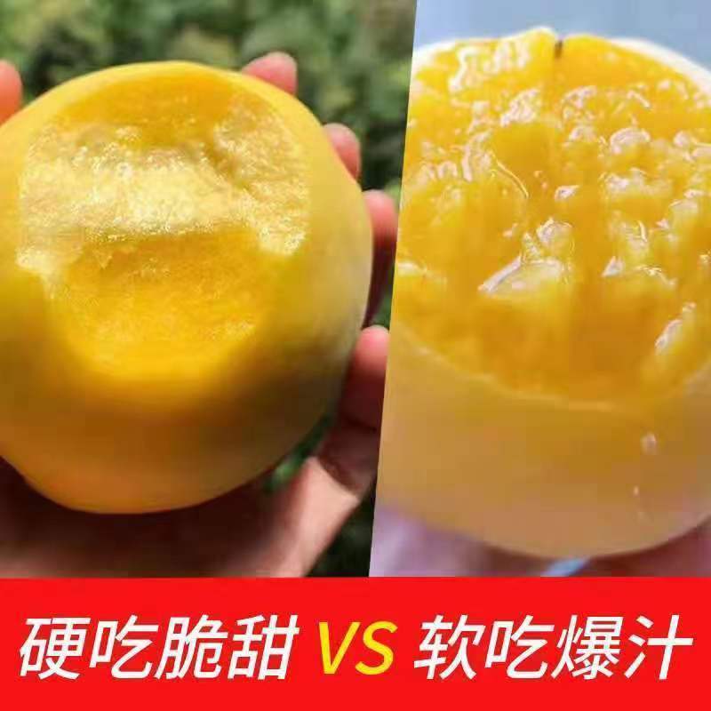 山东蒙阴黄油桃对接商超市场档口，电商等渠道