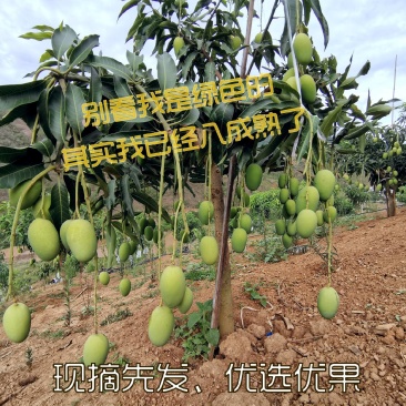 芒果，椰香芒/鸡蛋芒