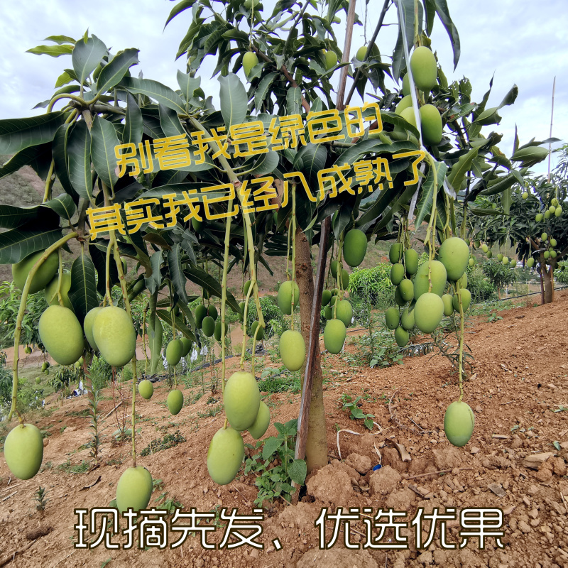 芒果，椰香芒/鸡蛋芒