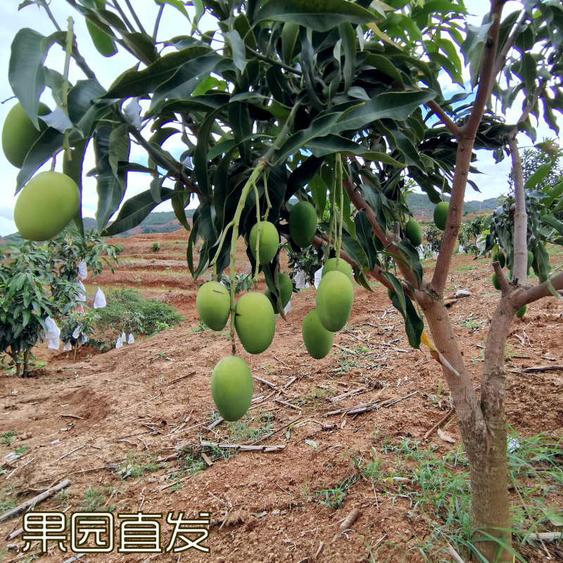 芒果，椰香芒/鸡蛋芒