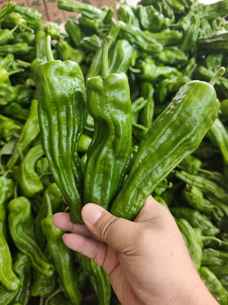 鲜辣椒，薄皮椒线椒螺丝椒杭椒尖椒红椒等多品种，基地直发！