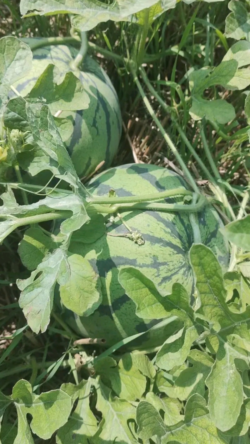 精品美都黑无籽麒麟8424商超市场团购