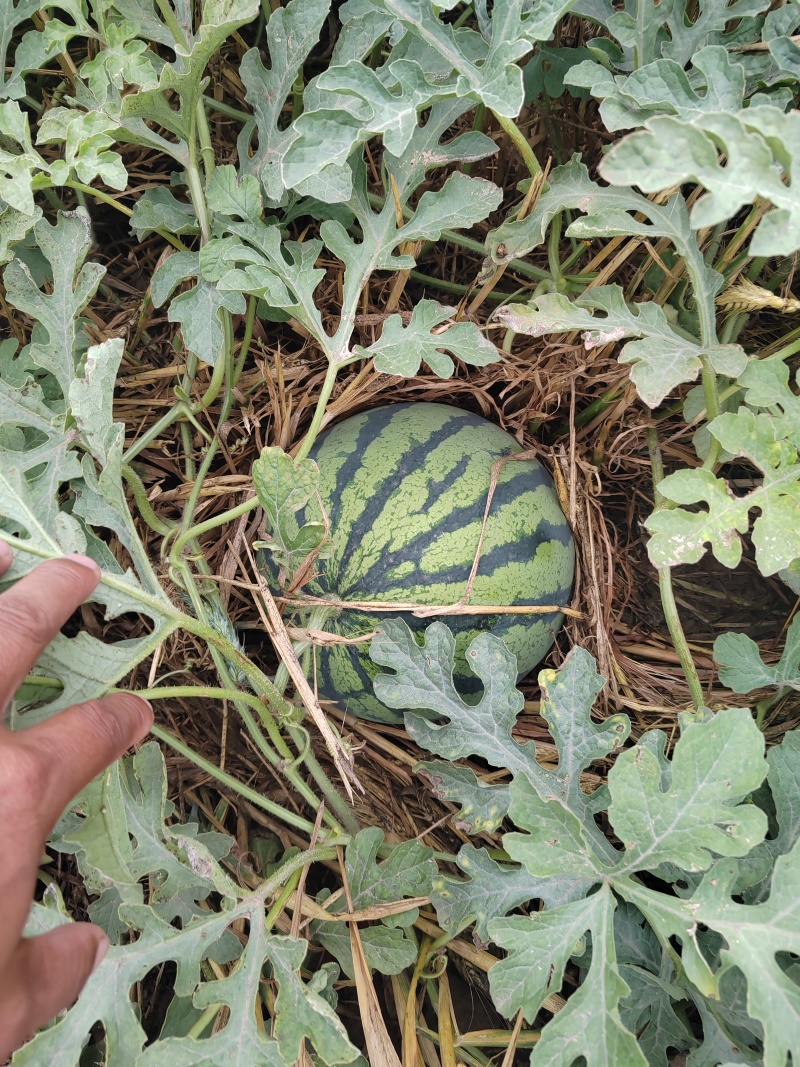 西瓜产地直卖