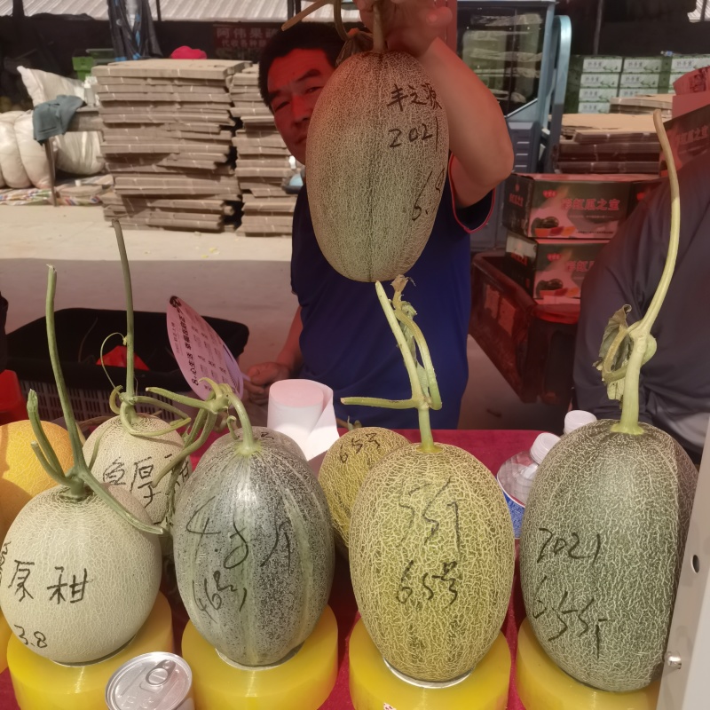 产地河南省安阳市滑县直供头插晓蜜25