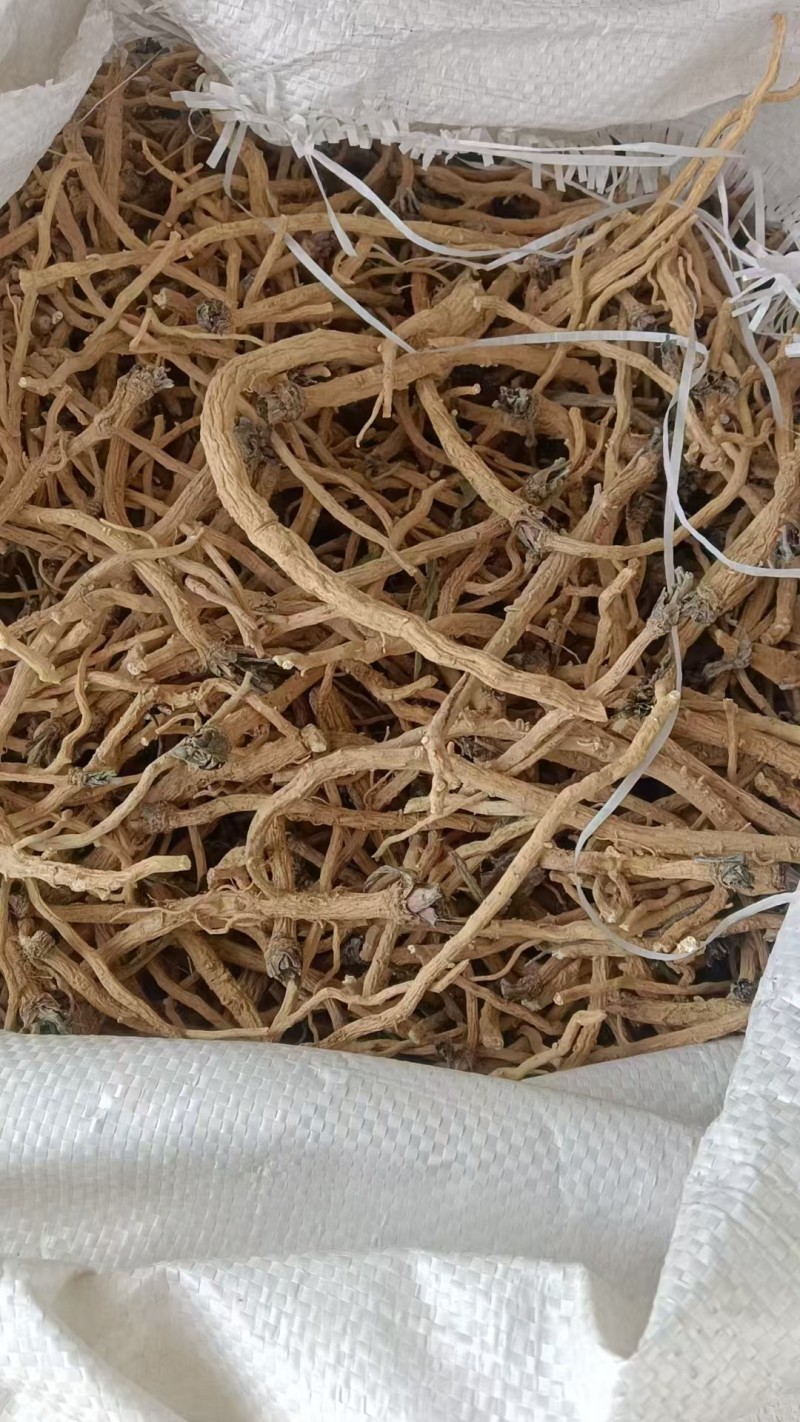 板蓝根籽板蓝根种子