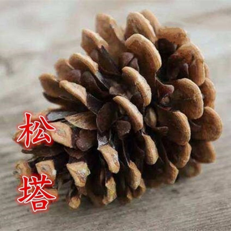 中药材松塔1公斤松球/松果/蛇皮松果/白松果正品