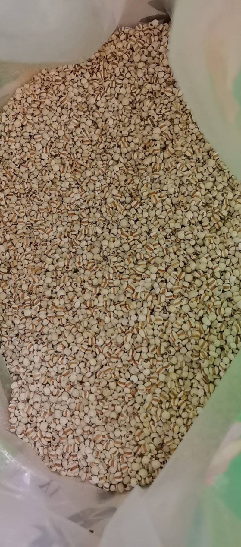 山东菏泽一手货源薏仁米品质好价格优对接全国市场欢迎采购