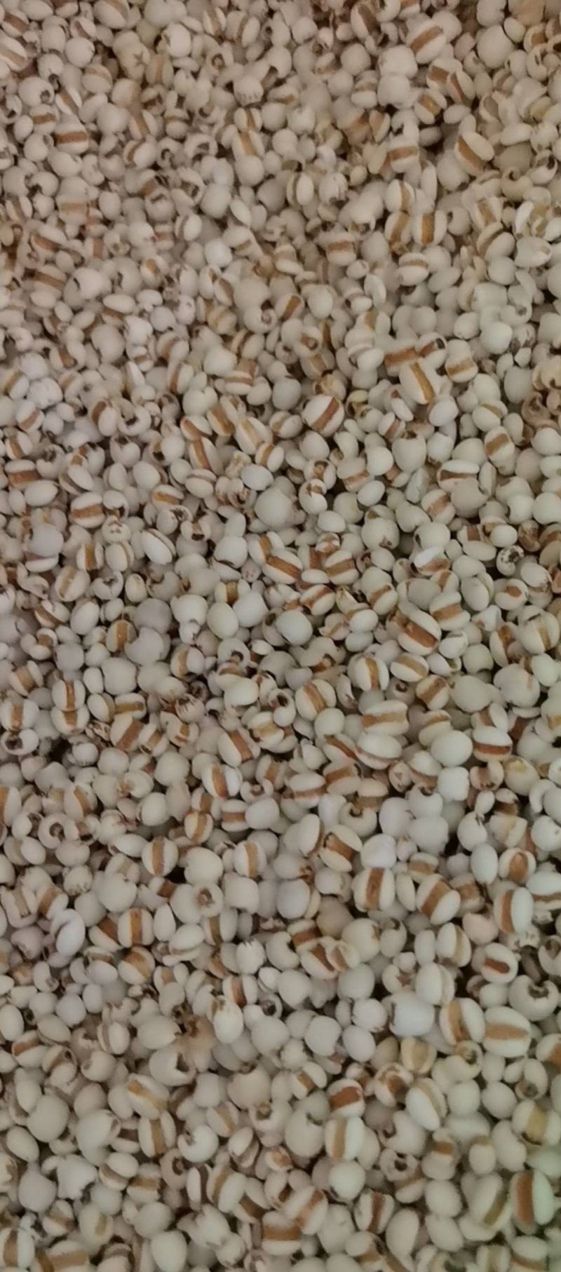山东菏泽一手货源薏仁米品质好价格优对接全国市场欢迎采购