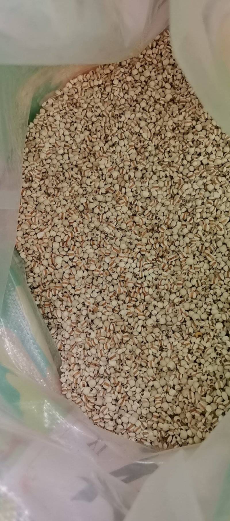 山东菏泽一手货源薏仁米品质好价格优对接全国市场欢迎采购