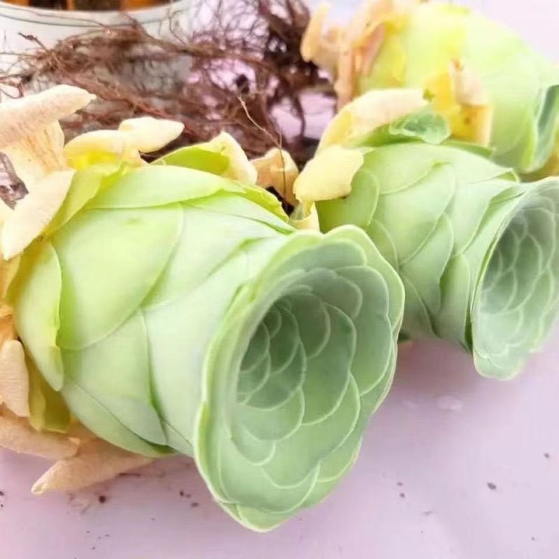 水蜜桃玫瑰多肉植物山地盆栽酒杯办公室阳台室内新手好养