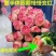 水蜜桃玫瑰多肉植物山地盆栽酒杯办公室阳台室内新手好养
