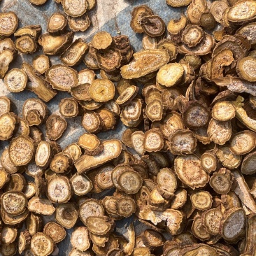 大黄可打粉药用兽用各种规格大黄质量保证量大从优