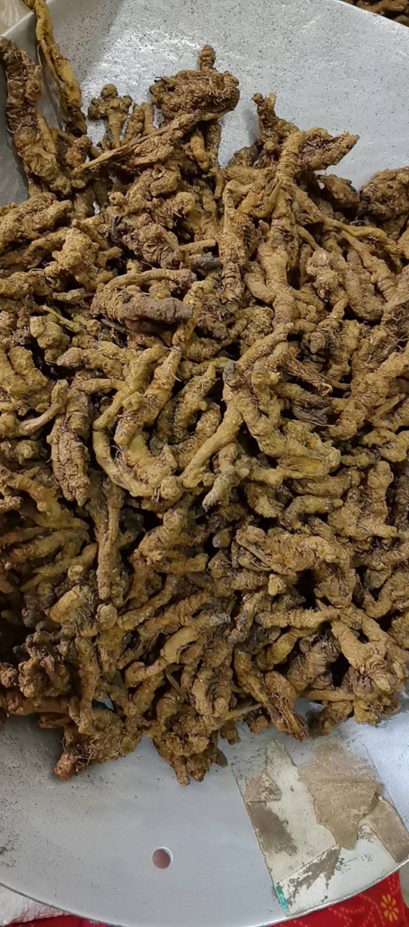 山东菏泽一手货源黄连品质好价格优对接全国市场欢迎采购
