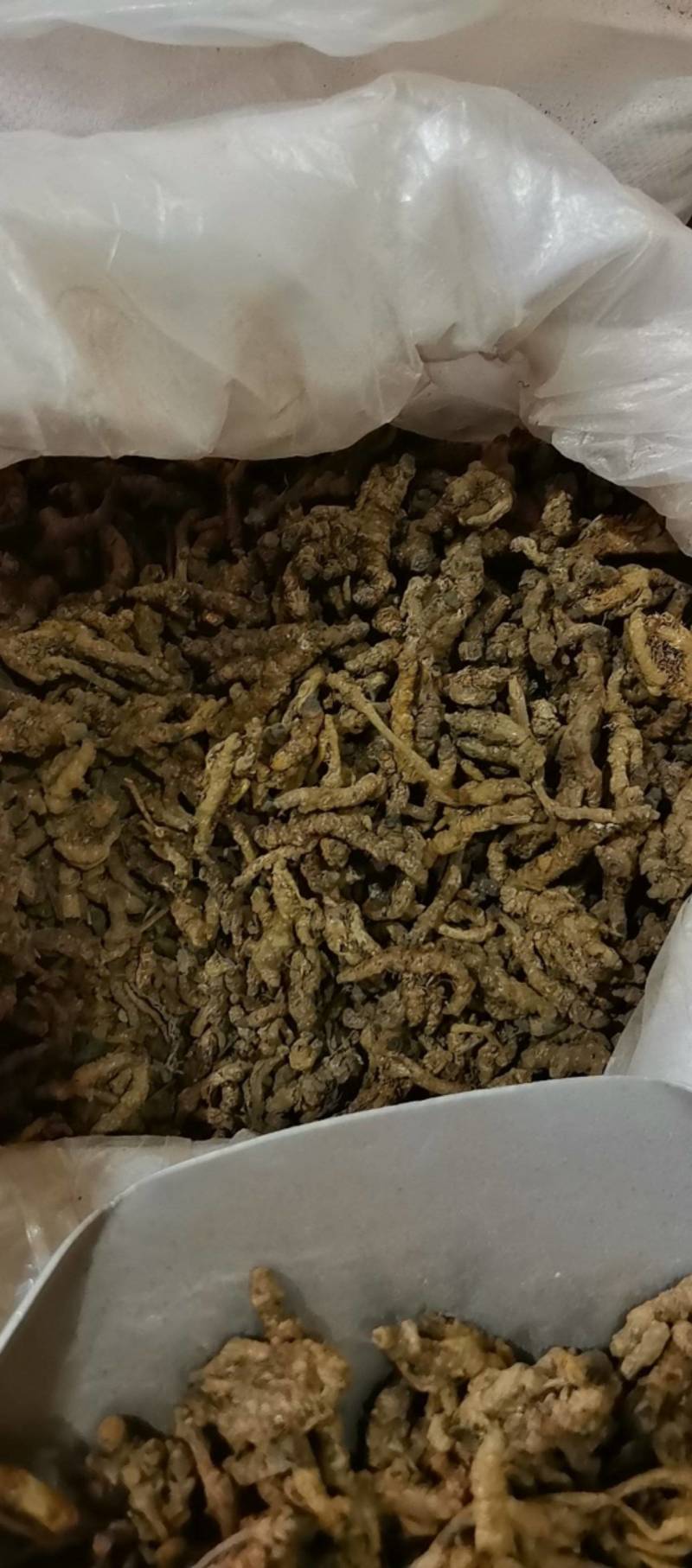 山东菏泽一手货源黄连品质好价格优对接全国市场欢迎采购