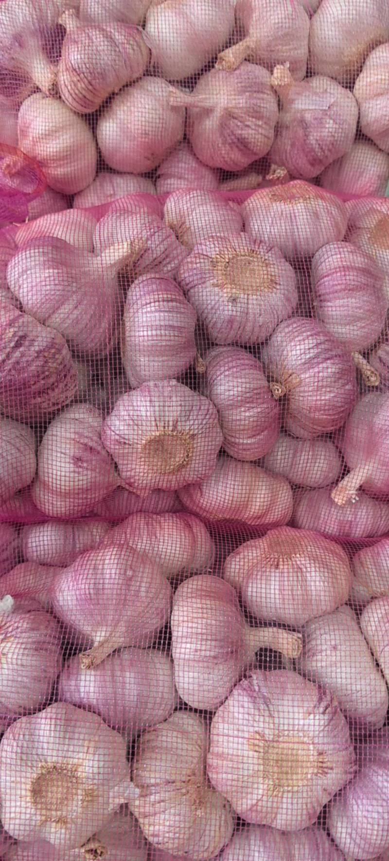 葱蒜类